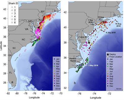 Seasonal Movements and Habitat Use of Juvenile Smooth Hammerhead Sharks in the Western North Atlantic Ocean and Significance for Management